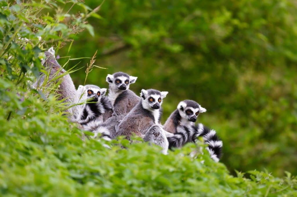 Ring-tailed lemurs resting together amid lush vegetation in Madagascar
